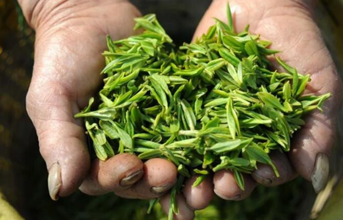 歙县一茶企受灾，损失3000吨茶叶，天灾面前企业如何自救？