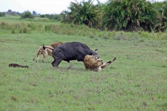 群狮不自量力捕杀野牛幼崽，被野牛发现后的下场让人拍手叫好！