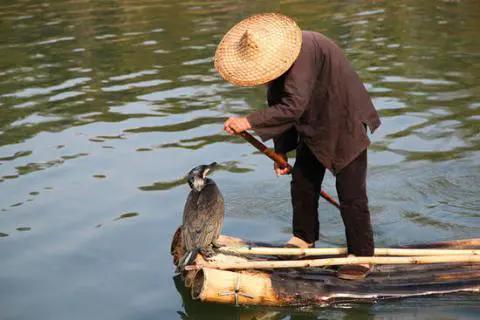 用老方法捕鱼艰难度日，如今河上卖艺，每天收入不低