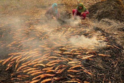 女子野外捡上百条死鱼，灵机一动做成烤鱼拿回村！