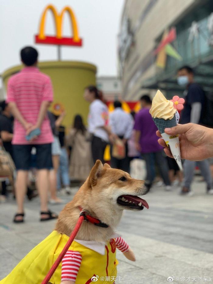 网友@你才天然呆a 在大悦城偶遇麦当劳狗狗