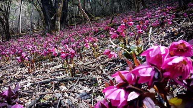 四川最“原始”景点，与九寨沟相距100公里，每年却只有万人进入