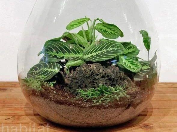 玻璃花盆搭配耐阴、耐水湿的小巧植物，养成植物微景观，格调特高