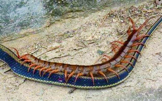 世界上最大的巨型蜈蚣，五毒界的“扛把子”，连蛇也敢吃的猛货