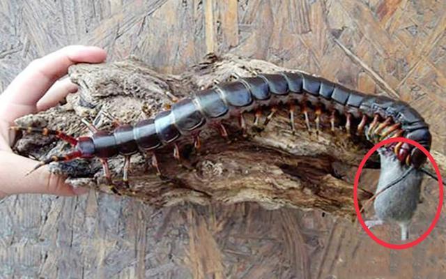 世界上最大的巨型蜈蚣，五毒界的“扛把子”，连蛇也敢吃的猛货