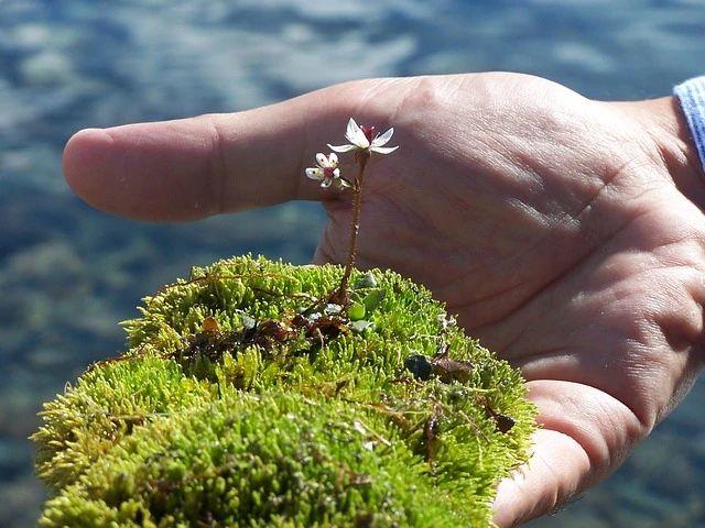 玻璃花盆搭配耐阴、耐水湿的小巧植物，养成植物微景观，格调特高