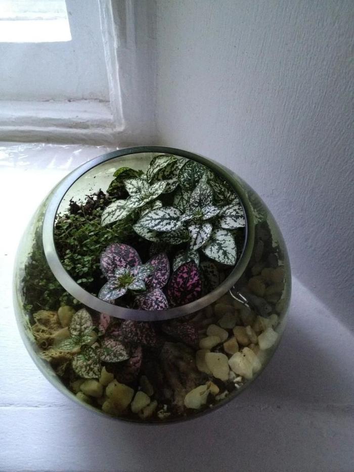 玻璃花盆搭配耐阴、耐水湿的小巧植物，养成植物微景观，格调特高