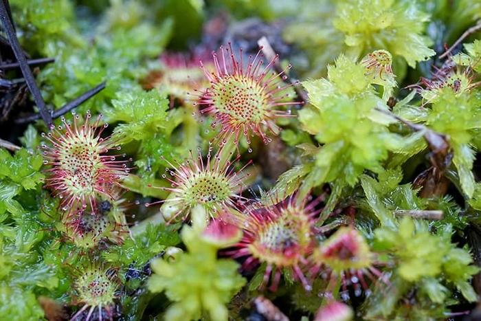 玻璃花盆搭配耐阴、耐水湿的小巧植物，养成植物微景观，格调特高