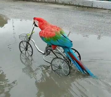 鹦鹉学会了骑自行车，网友却说：你忘了自己有翅膀？