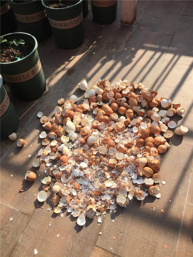 家里的鸡蛋壳攒一堆，碾碎了发酵成花肥，营养丰富养啥花都行