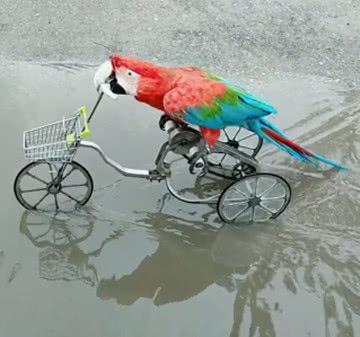 鹦鹉学会了骑自行车，网友却说：你忘了自己有翅膀？