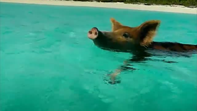 大家都知道加勒比海盗，却没有人知道在加勒比海有一群会游泳的猪