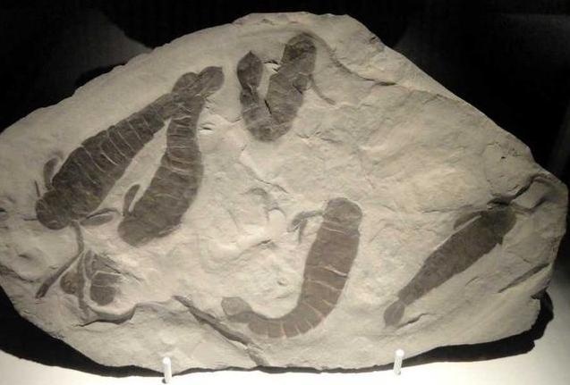 约5亿年前的怪异生物，头上长有触角，或能揭开寒武纪时期的谜团