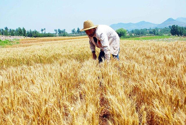 小麦和玉米价格行情涨势明显，下半年还会继续上涨吗？水稻呢？