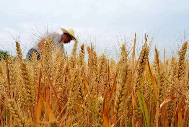 小麦和玉米价格行情涨势明显，下半年还会继续上涨吗？水稻呢？