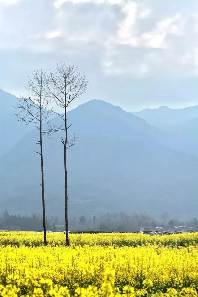 腾冲今年最后一波油菜花海，太美了