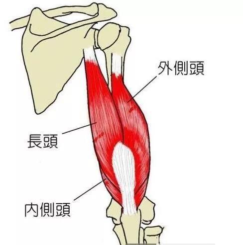 简单一些，想要解决拜拜肉，除了减脂，这三个动作就足够了