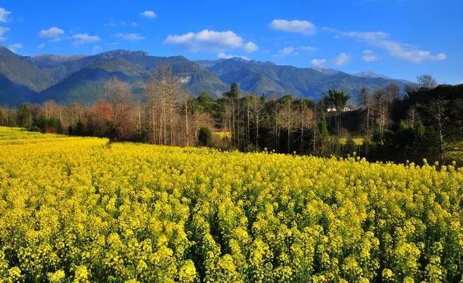 腾冲今年最后一波油菜花海，太美了