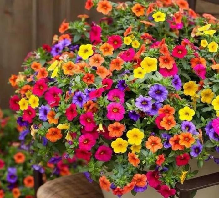 喜欢赏花，夏天就种此款小花，花色繁多易爆盆，娇艳欲滴