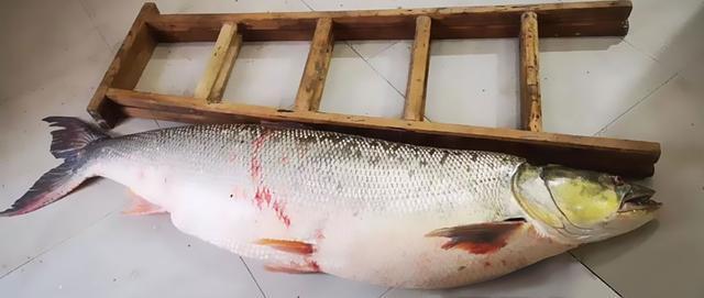 湖北渔民捕获1.68米长104斤重鳡鱼，网友评论：身材不错比我苗条