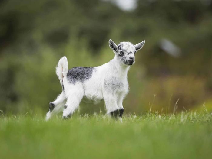 世界上最小的山羊：侏儒羊，价值5万贵不贵