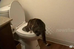 有一天主人突然发现他家的猫咪在使用马桶尿尿