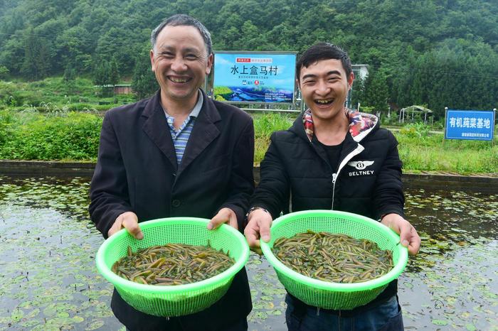 全国首个水上盒马村落户重庆 濒危莼菜种群扩大