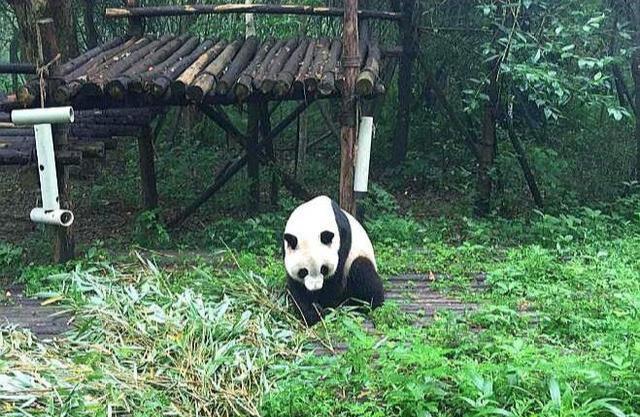 成都最受欢迎的博物馆：位于大熊猫繁育研究基地内，游客必打卡