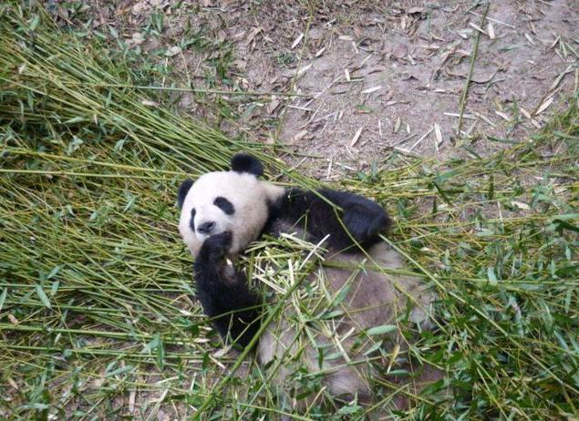 成都最受欢迎的博物馆：位于大熊猫繁育研究基地内，游客必打卡