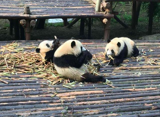 成都最受欢迎的博物馆：位于大熊猫繁育研究基地内，游客必打卡