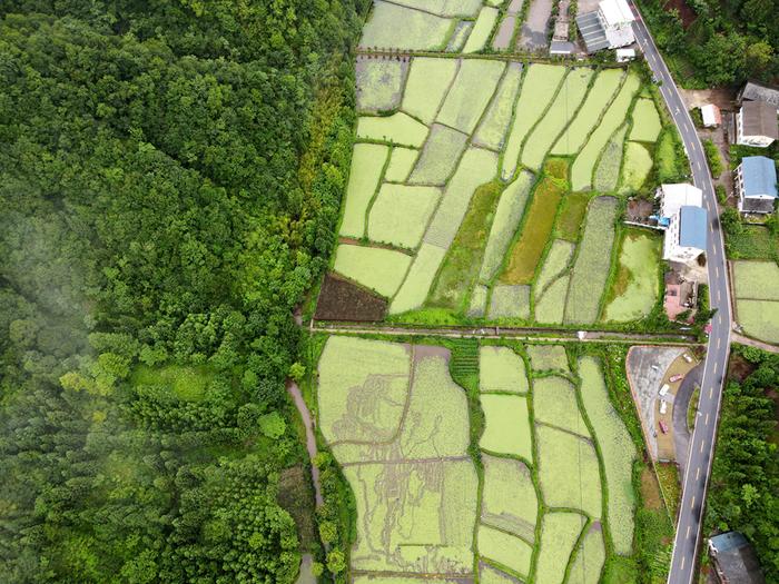 全国首个水上盒马村落户重庆 濒危莼菜种群扩大