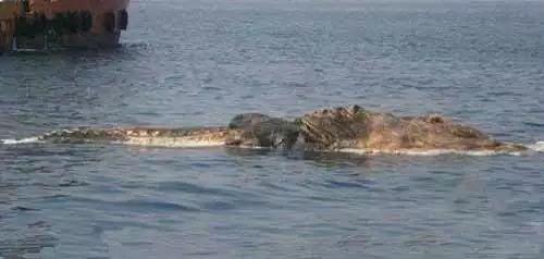 海滩上惊现的不明未知生物，疑似海怪来袭