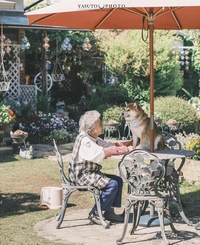 樱花树下86岁奶奶和柴犬一组照片，暖哭12万网友