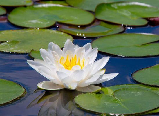 7月中旬，万事大吉，4属相横财旺事业顺，日子越来越幸福