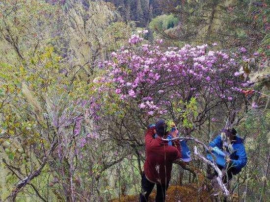 全球最稀有的杜鹃花，目前仅一株，刚在四川省凉山州深山中被发现