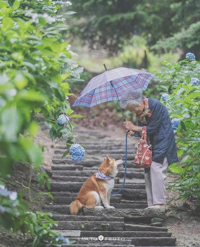 樱花树下86岁奶奶和柴犬一组照片，暖哭12万网友