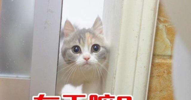 为什么猫总是喜欢站在浴室和厕所的门口看着他们的宠物主人？不仅