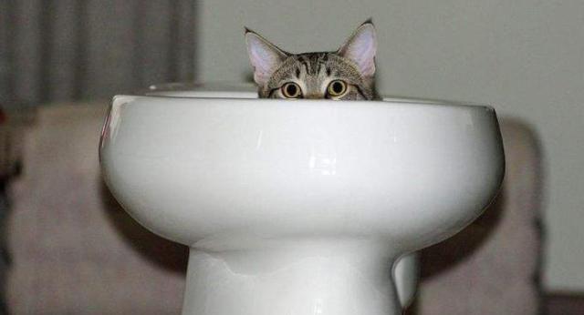 为什么猫总是喜欢站在浴室和厕所的门口看着他们的宠物主人？不仅