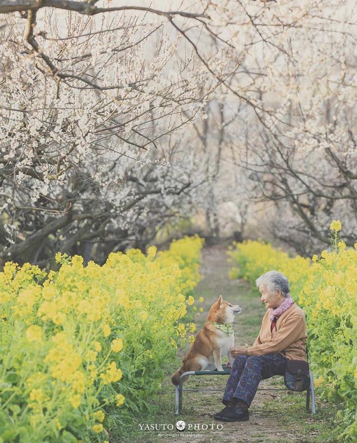 樱花树下86岁奶奶和柴犬一组照片，暖哭12万网友