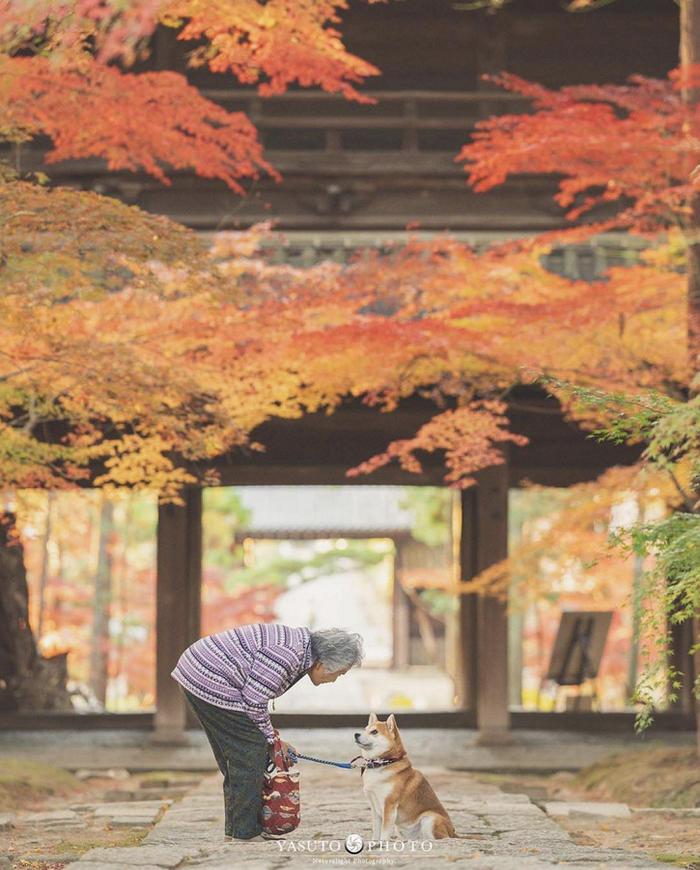 樱花树下86岁奶奶和柴犬一组照片，暖哭12万网友