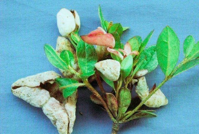 杜鹃花常见3种病虫害，学会如何识别防治，植株健康生长旺盛
