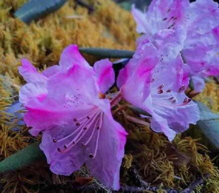 全球最稀有的杜鹃花，目前仅一株，刚在四川省凉山州深山中被发现