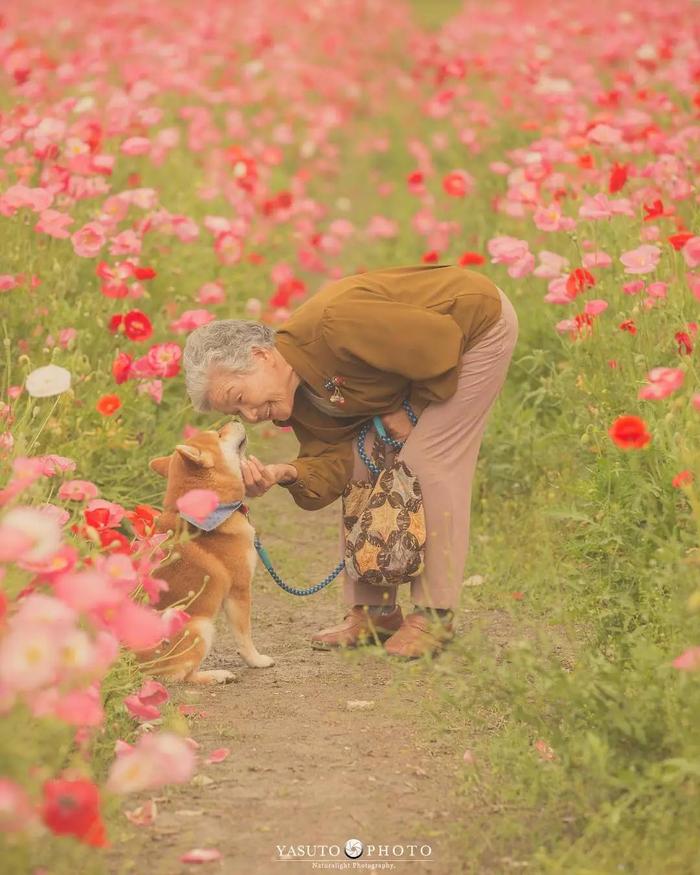 樱花树下86岁奶奶和柴犬一组照片，暖哭12万网友