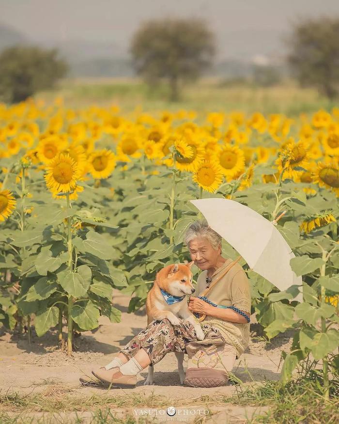 樱花树下86岁奶奶和柴犬一组照片，暖哭12万网友