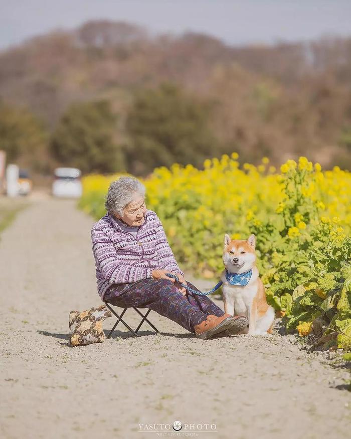 樱花树下86岁奶奶和柴犬一组照片，暖哭12万网友