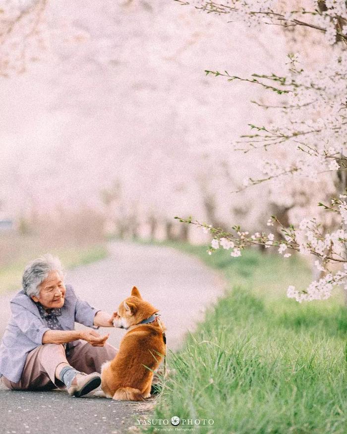 樱花树下86岁奶奶和柴犬一组照片，暖哭12万网友