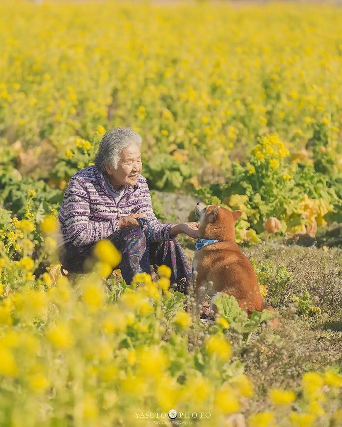 樱花树下86岁奶奶和柴犬一组照片，暖哭12万网友