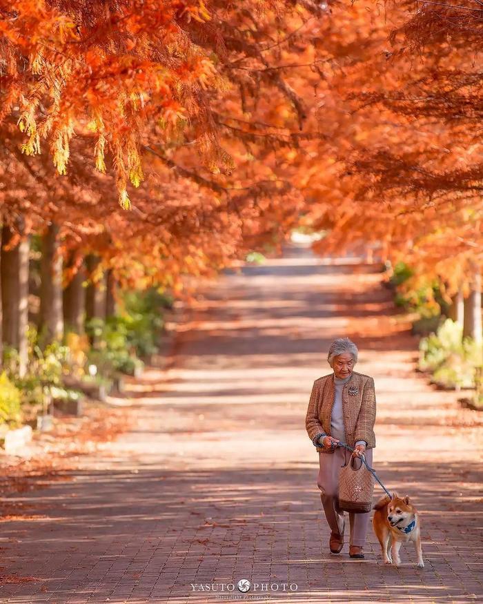 樱花树下86岁奶奶和柴犬一组照片，暖哭12万网友