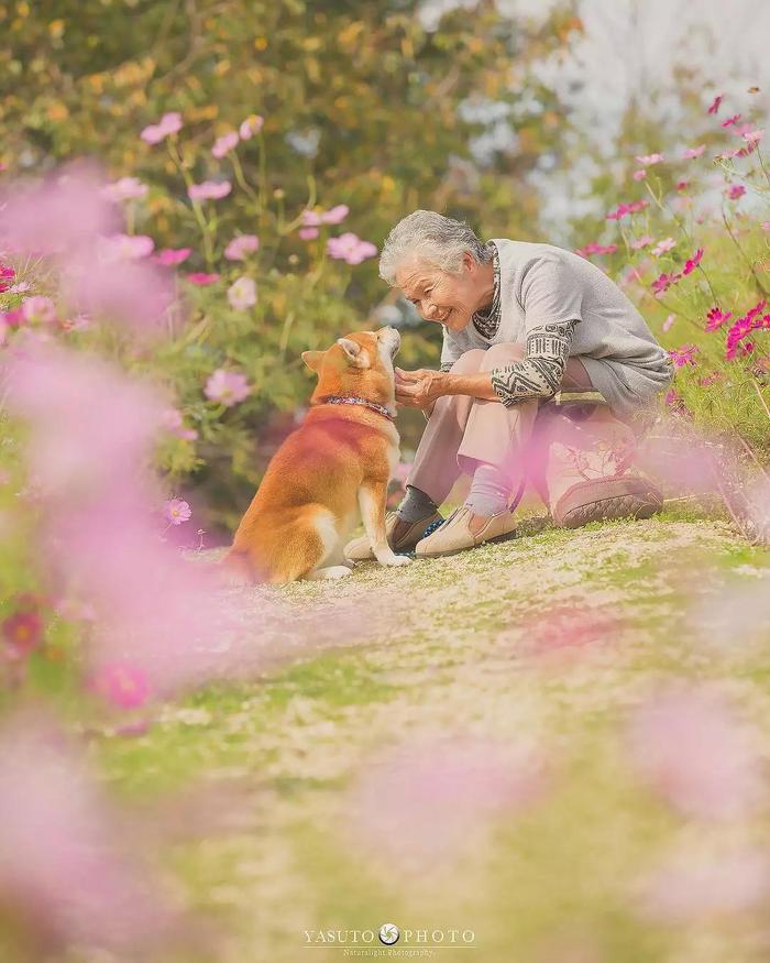 樱花树下86岁奶奶和柴犬一组照片，暖哭12万网友