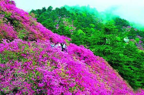 全球最稀有的杜鹃花，目前仅一株，刚在四川省凉山州深山中被发现